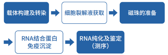 RNA 结合蛋白免疫沉淀