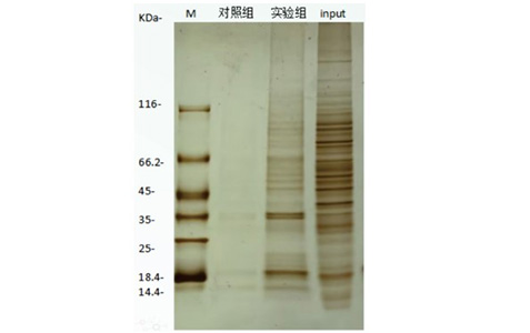 DNA Pull-down案例