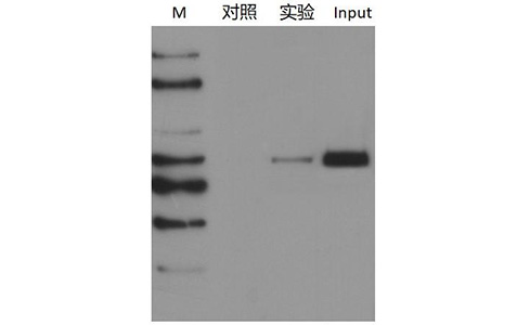 DNA Pull-down案例
