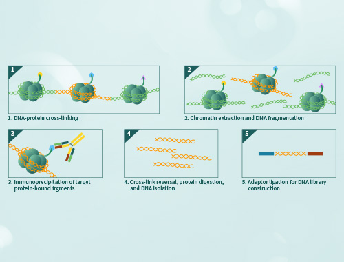 ChIP-qPCR