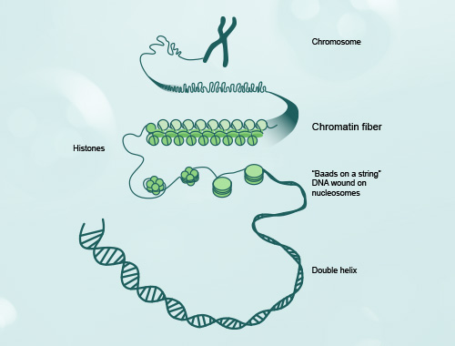 ChIP-seq