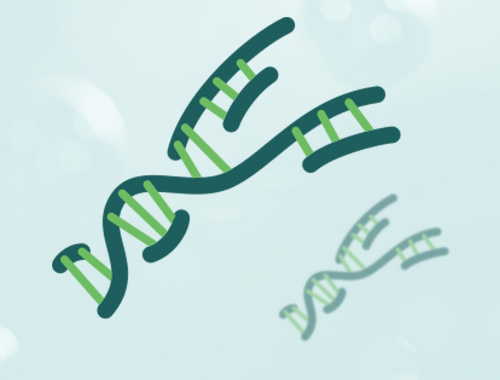 扩增阻滞突变DNA 聚合酶