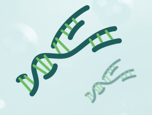 T4 DNA连接酶（T4 DNA ligase）