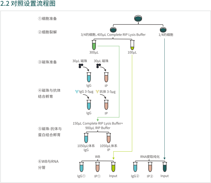 rip试剂盒价格