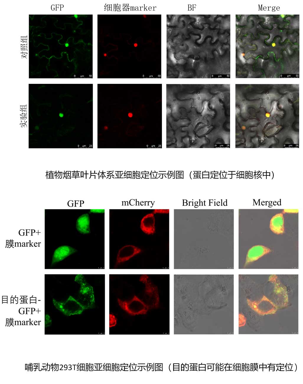 植物亚细胞定位