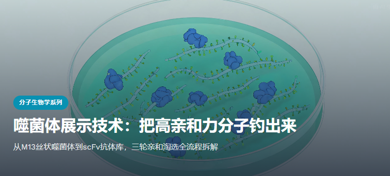 噬菌体展示技术概念图：丝状噬菌体表面展示外源多肽与抗体片段