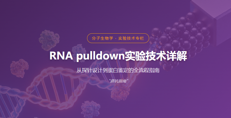 RNA-蛋白相互作用与磁珠概念图