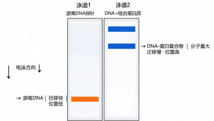 EMSA凝胶迁移实验原理示意图