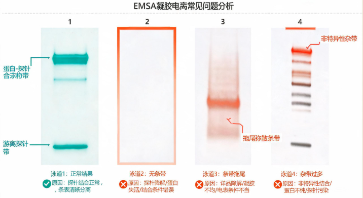 EMSA凝胶电泳常见问题分析图