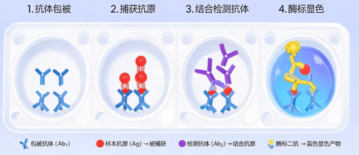 ELISA夹心法原理示意图