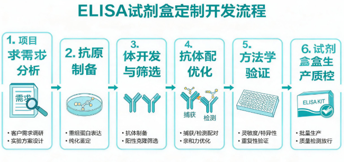 ELISA试剂盒定制开发流程图