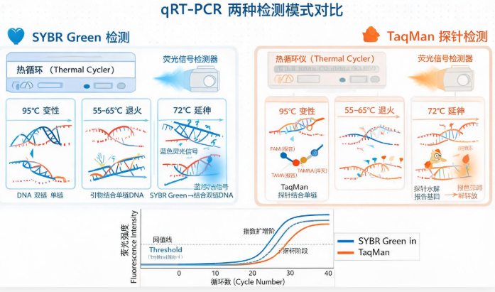 qRT-PCR实时荧光定量PCR原理示意图