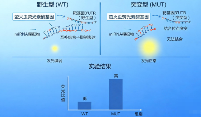 miRNA与靶基因3