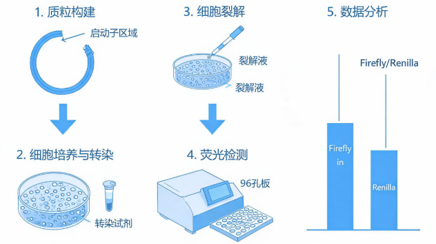 双荧光素酶报告基因检测实验操作流程