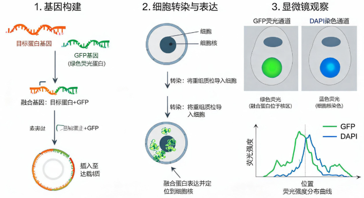 GFP融合蛋白亚细胞定位实验原理