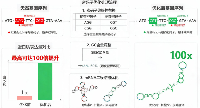 密码子优化技术原理示意图