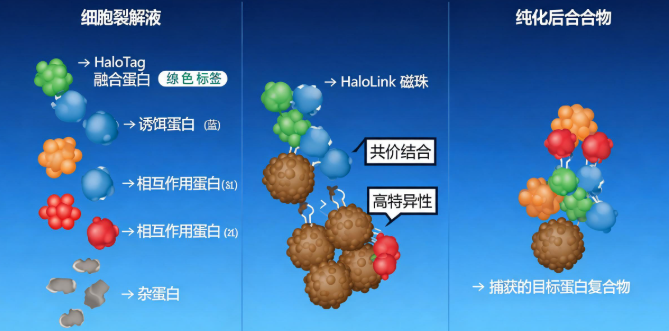 HaloTag蛋白标签pull-down实验原理示意图