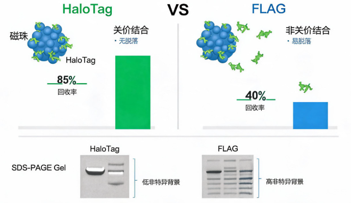 HaloTag与FLAG标签在pull-down实验中的性能对比
