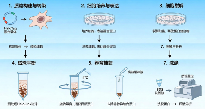 HaloTag pull-down实验完整步骤流程图