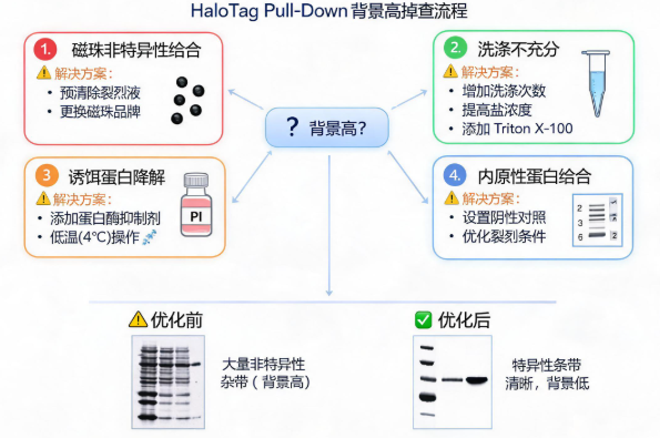 HaloTag pull-down实验背景高原因排查与解决方案