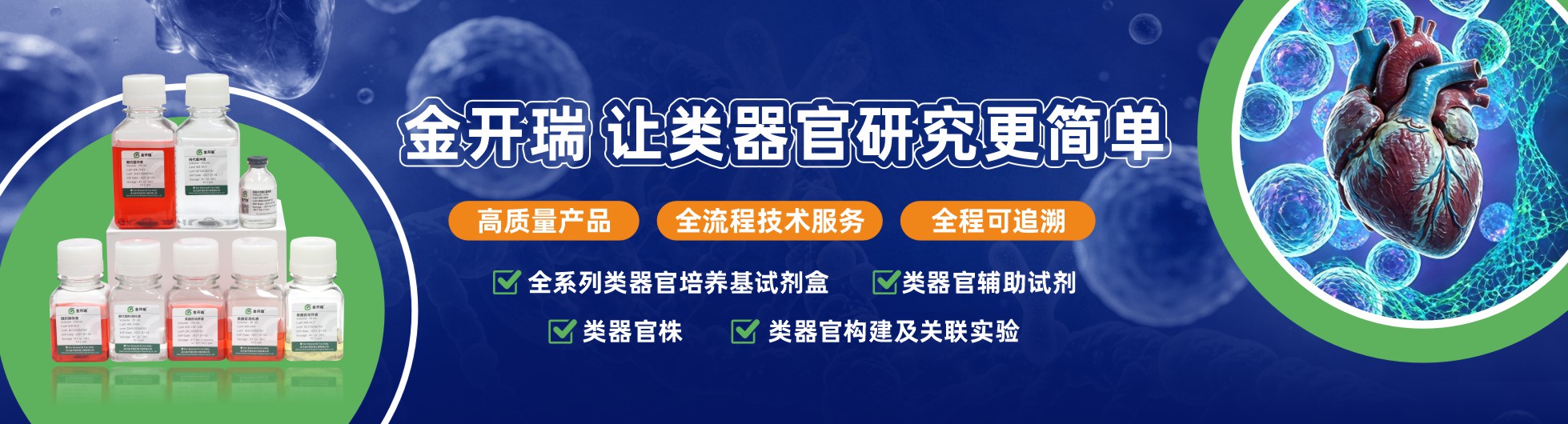 类器官活动