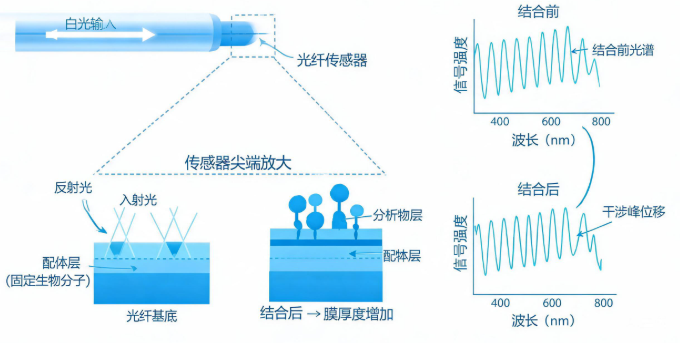 生物膜干涉技术原理示意图