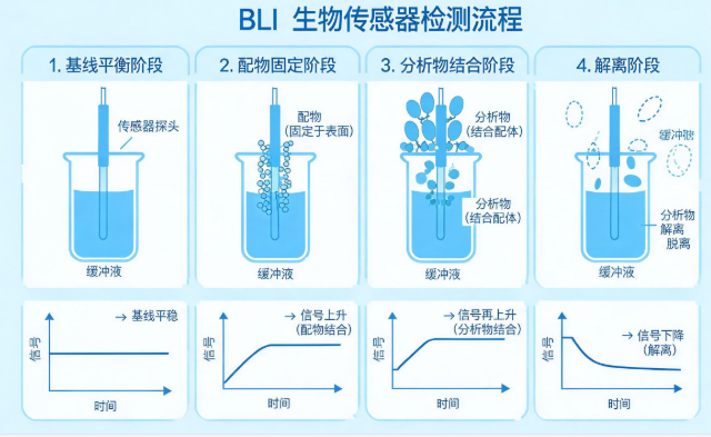 BLI检测流程示意图