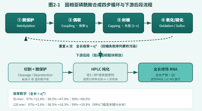 固相亚磷酰胺合成四步循环与切割脱保护纯化后段流程图