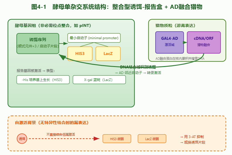Y1H系统结构图：基因组整合诱饵-报告盒与AD融合猎物