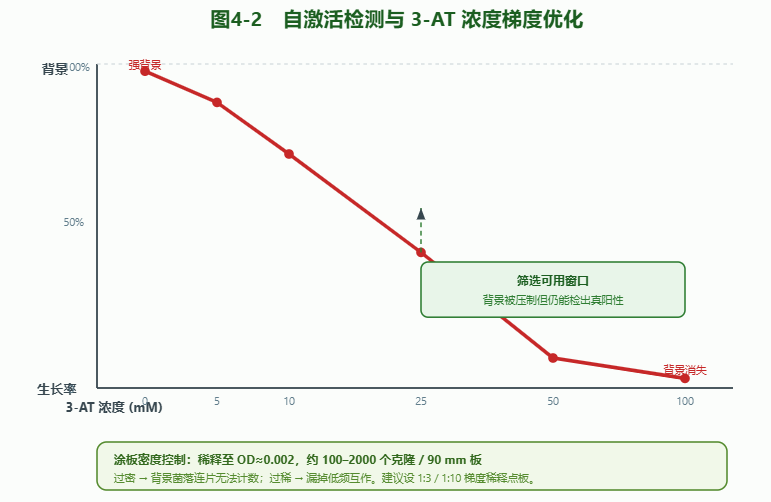 自激活检测与3-AT浓度梯度优化图