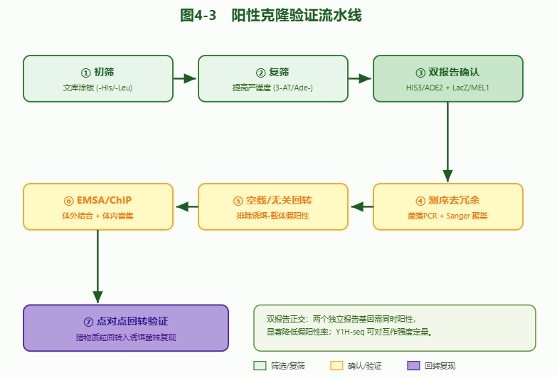 阳性克隆验证流水线图
