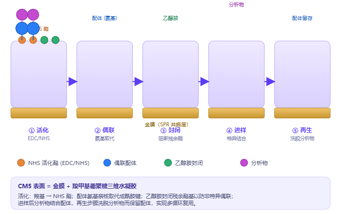 氨基偶联（EDC/NHS）实验流程与CM5芯片羧甲基葡聚糖层结构变化