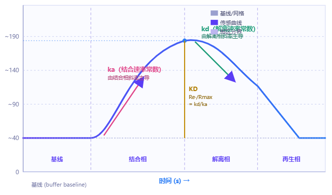 SPR传感图sensogram：基线、结合相、解离相、再生相、RU响应及ka/kd/KD定义位置