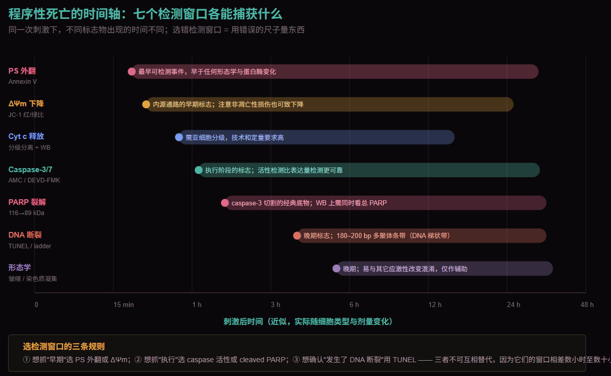 程序性死亡七个检测窗口的时间轴