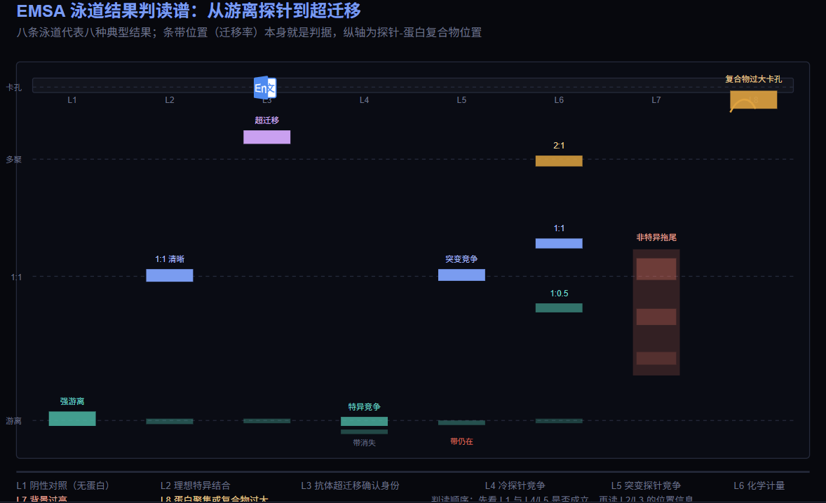 EMSA 八条泳道典型结果判读谱