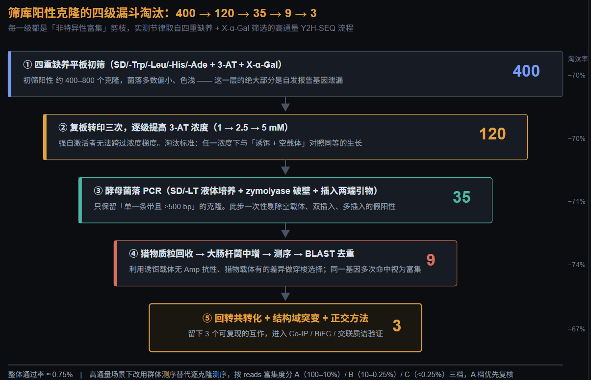 酵母双杂交阳性克隆四级漏斗淘汰图