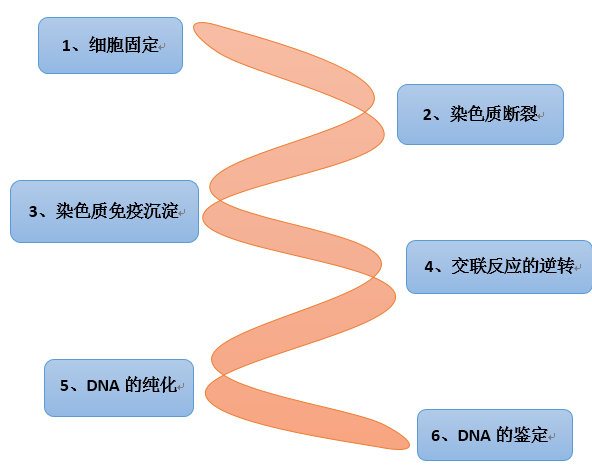 chip实验流程图