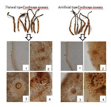 天然虫草和人工培育虫草形态比对