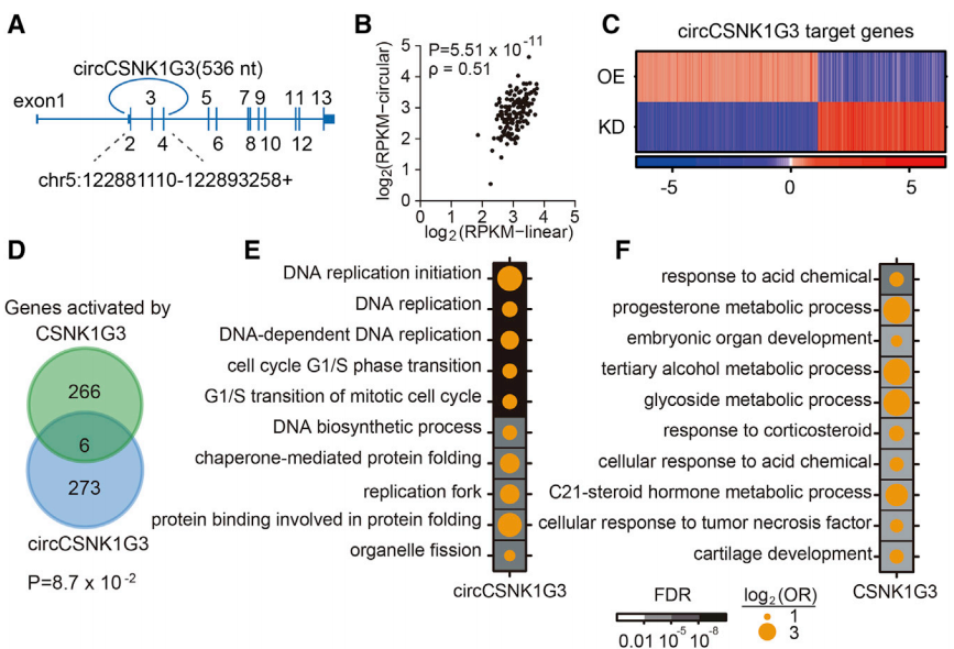 circCSNK1G3的基础功能表征
