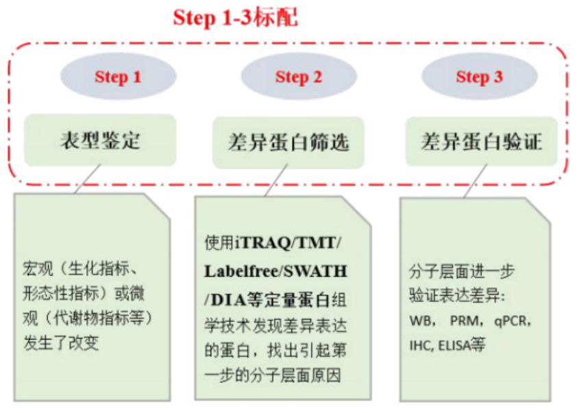 蛋白质组学设计思路