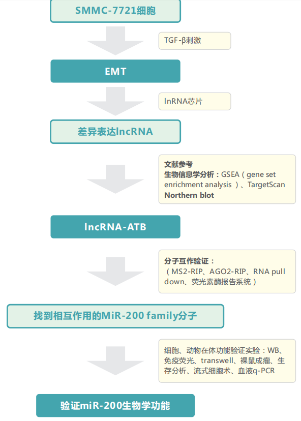 lncRNA