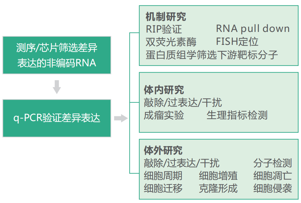 非编码RNA研究策略