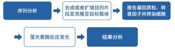 双萤光素酶