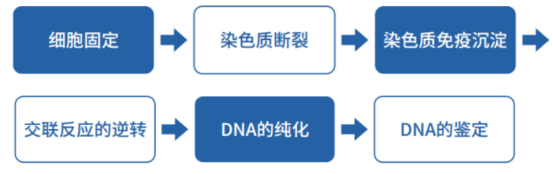 染色质免疫共沉淀