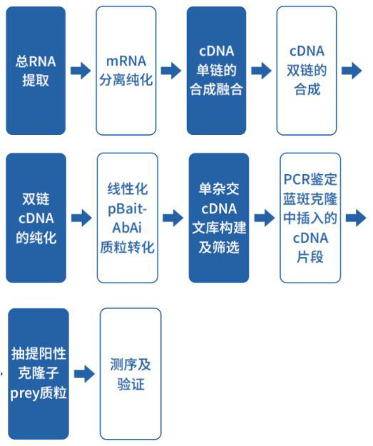 酵母单杂交