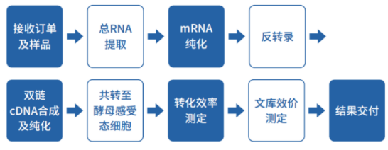 酵母双杂交