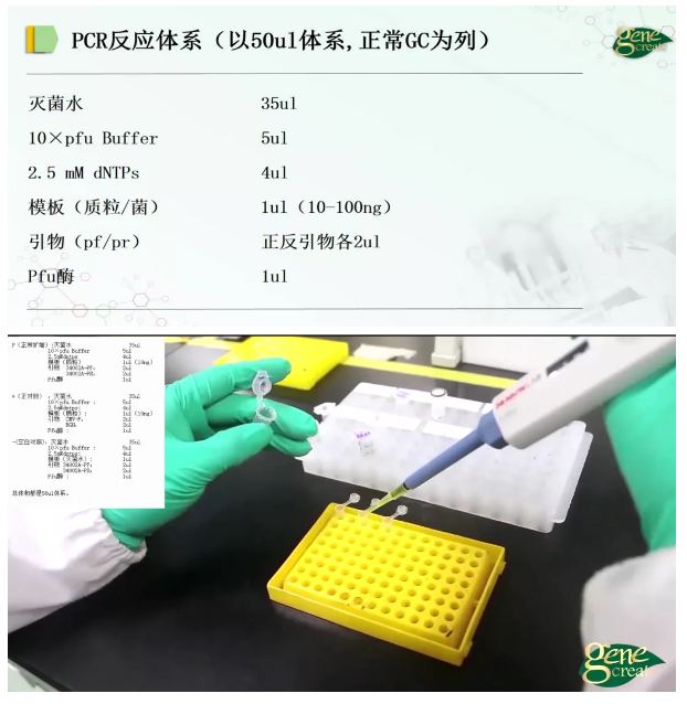 PCR扩增需准备的试剂